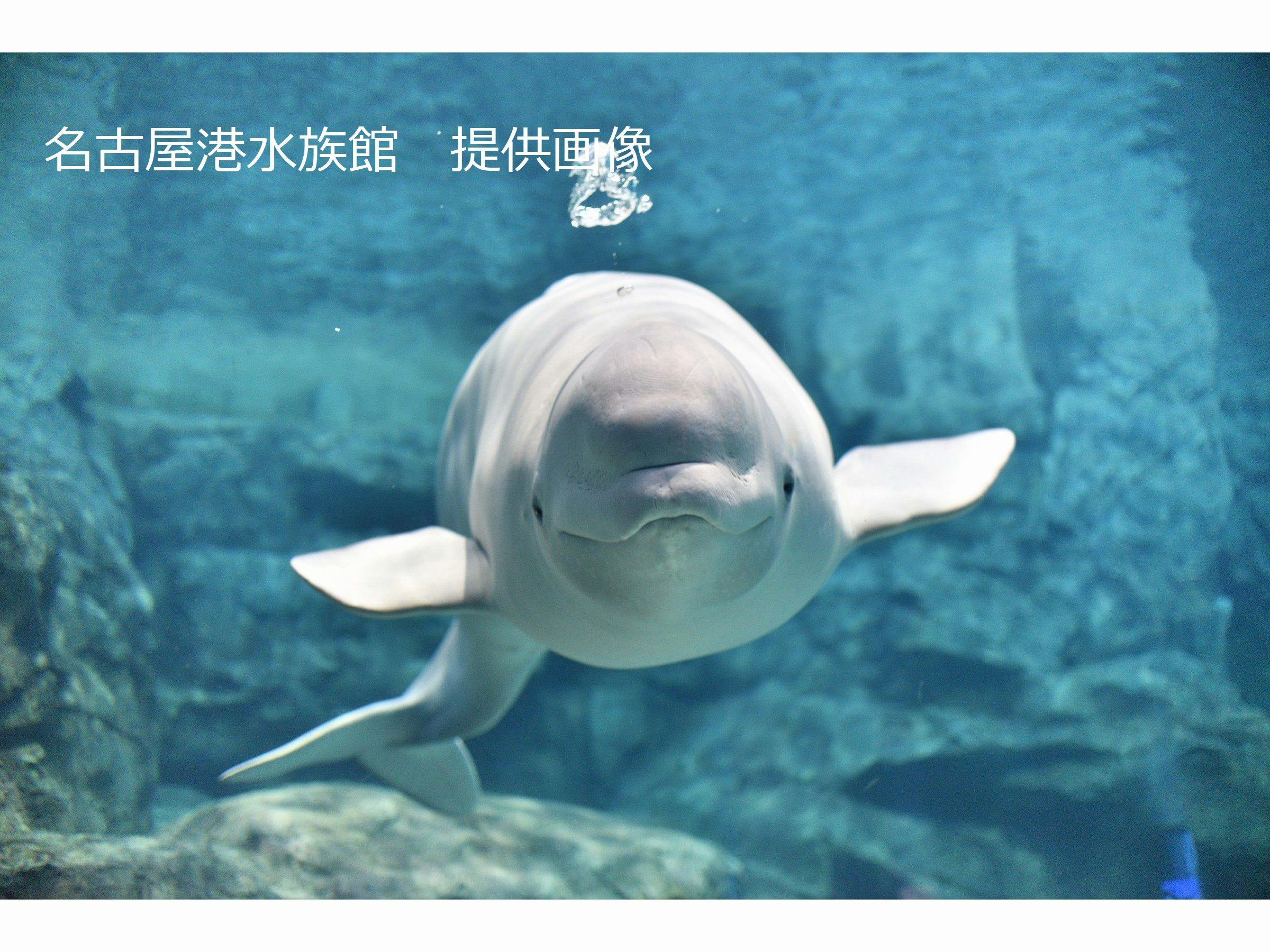 名古屋港水族館　ベルーガ