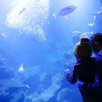 “京都之海”大型水族箱,大人小孩都满意♪