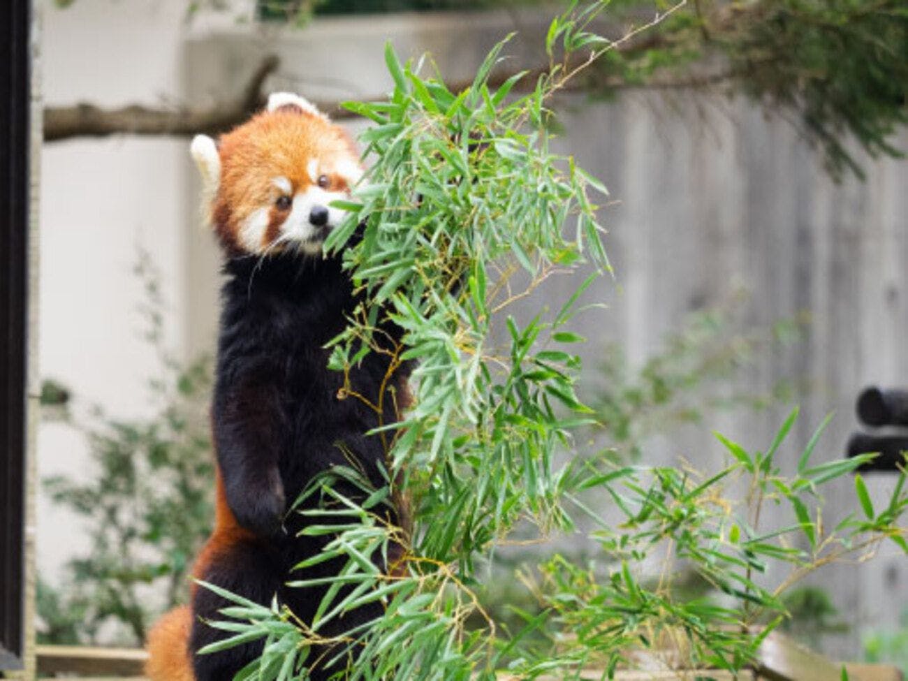 สวนสัตว์ชิบะ