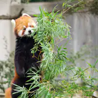 สวนสัตว์ชิบะ