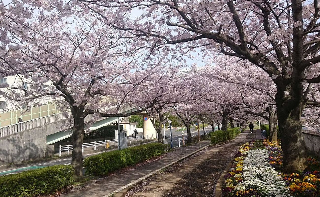 Deretan pohon sakura di sekitar