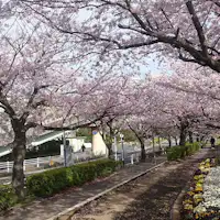 Deretan pohon sakura di sekitar