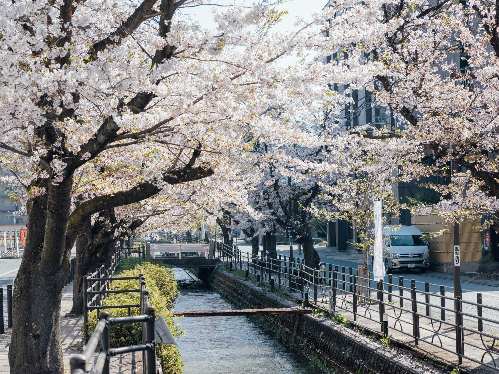 Di hadapan penginapan kami, terdapat pohon Somei Yoshino di Jalan Sakura Mata Air Panas.