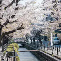 Di hadapan penginapan kami, terdapat pohon Somei Yoshino di Jalan Sakura Mata Air Panas.