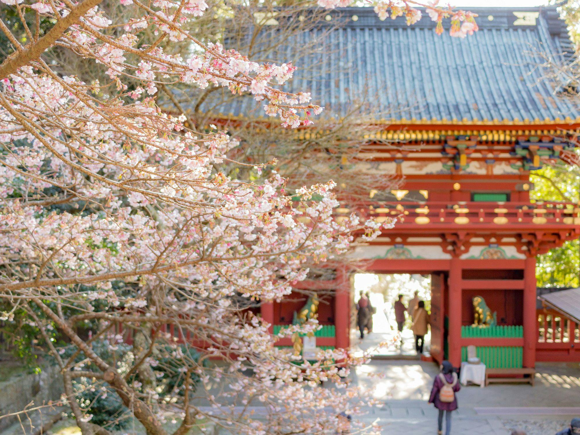 ดอกซากุระที่ศาลเจ้าชิซูโอกะเซนเก็น