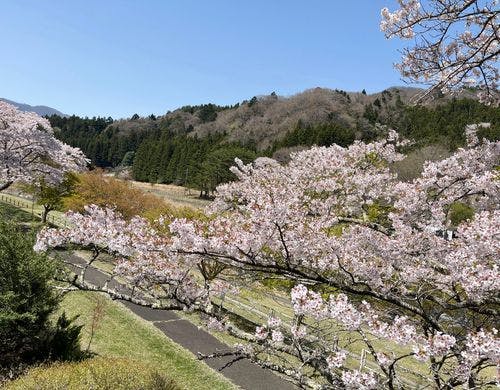 箒川の遊歩道に咲く桜