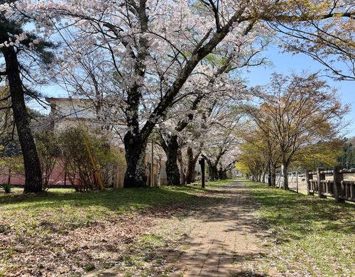 箒川の遊歩道に咲く桜