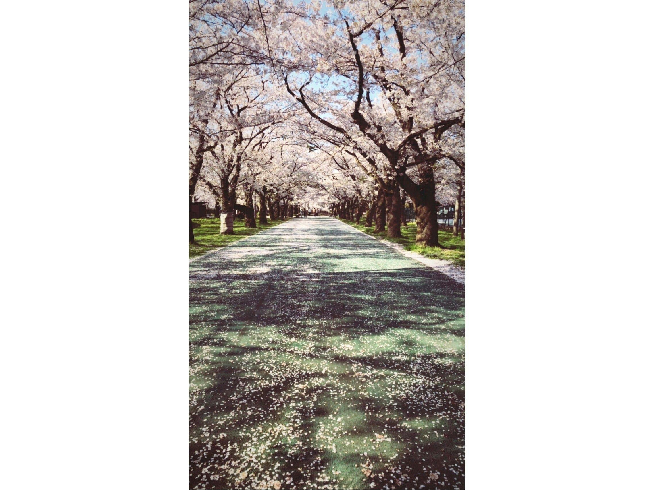 ถนนซากุระ สวนทาคาดะ