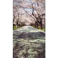 ถนนซากุระ สวนทาคาดะ