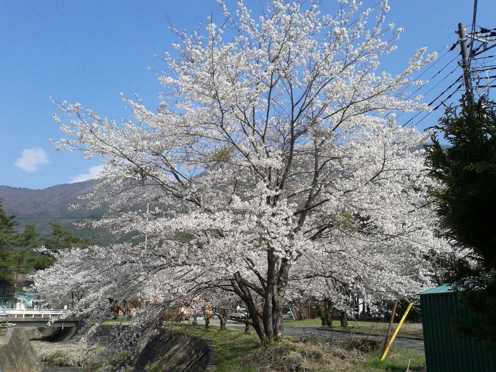 เดินเพียง 3 นาทีจากที่พัก ช่วงกลางเดือนเมษายนเป็นช่วงที่เหมาะสมที่สุด