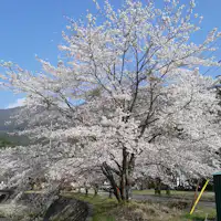 เดินเพียง 3 นาทีจากที่พัก ช่วงกลางเดือนเมษายนเป็นช่วงที่เหมาะสมที่สุด