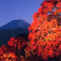 เทศกาลใบไม้เปลี่ยนสีคาวากุจิโกะ