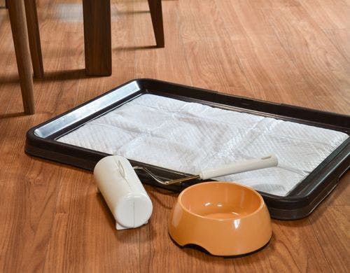 ワンちゃんグッズ