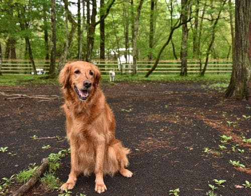 ワンちゃんとドッグラン