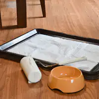 อุปกรณ์สำหรับสุนัข