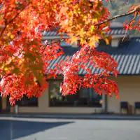 Daun maple di hadapan pintu masuk utama