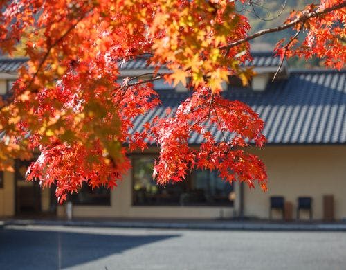 正面玄関前の紅葉
