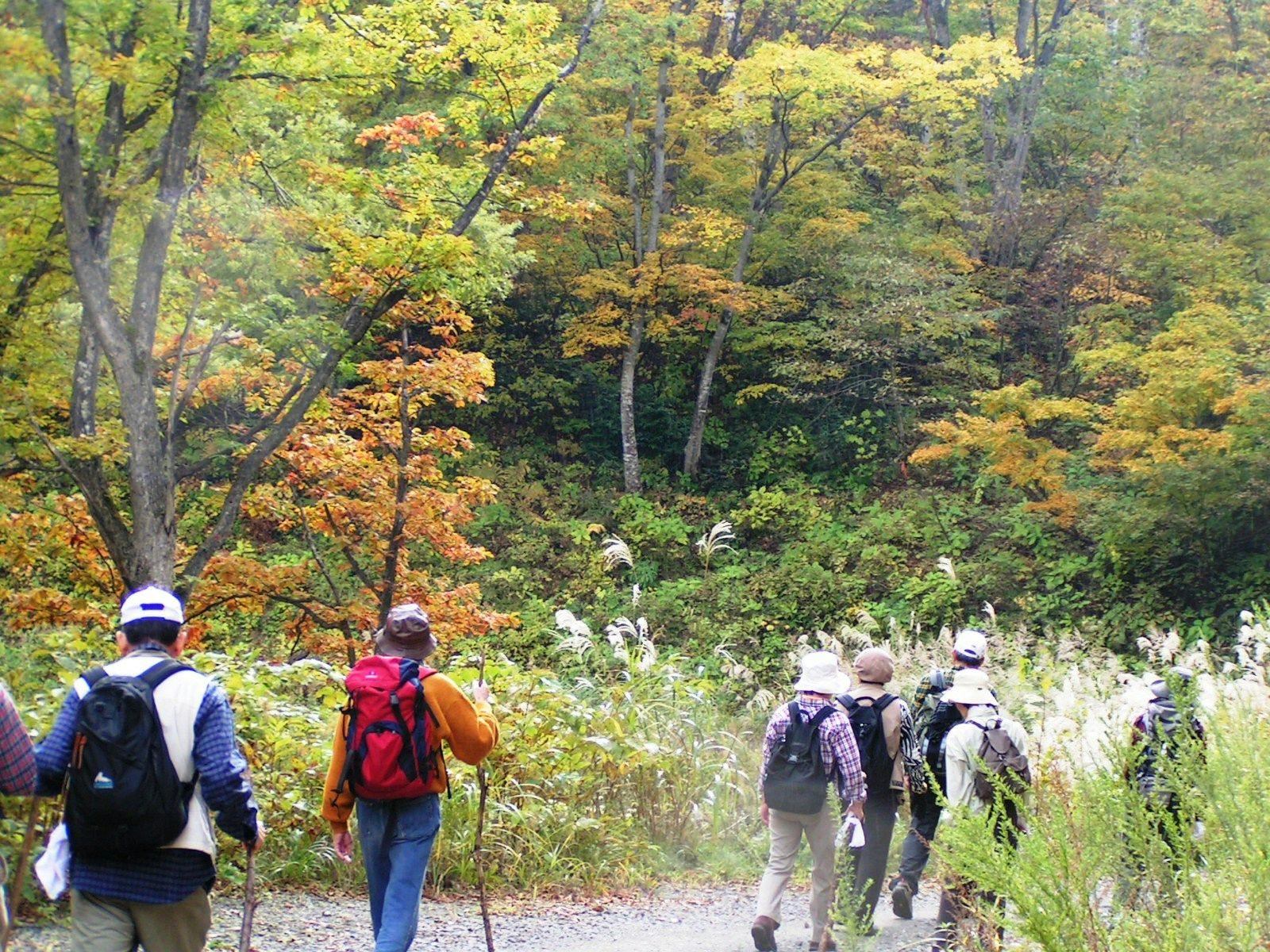 Madarao Elm Pension