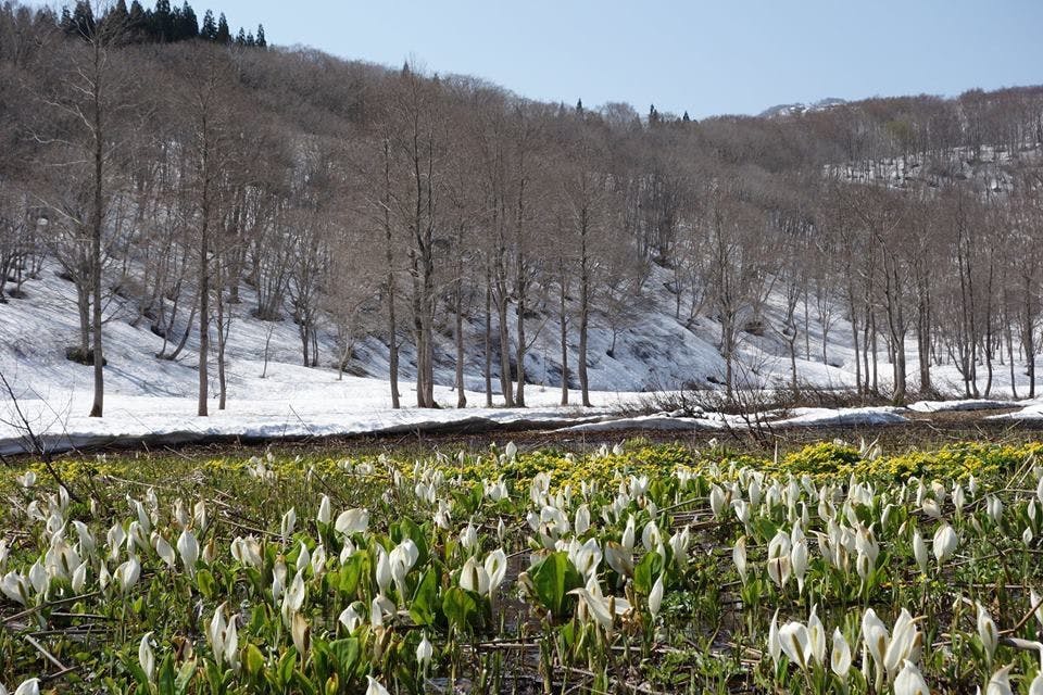 Madarao Elm Pension