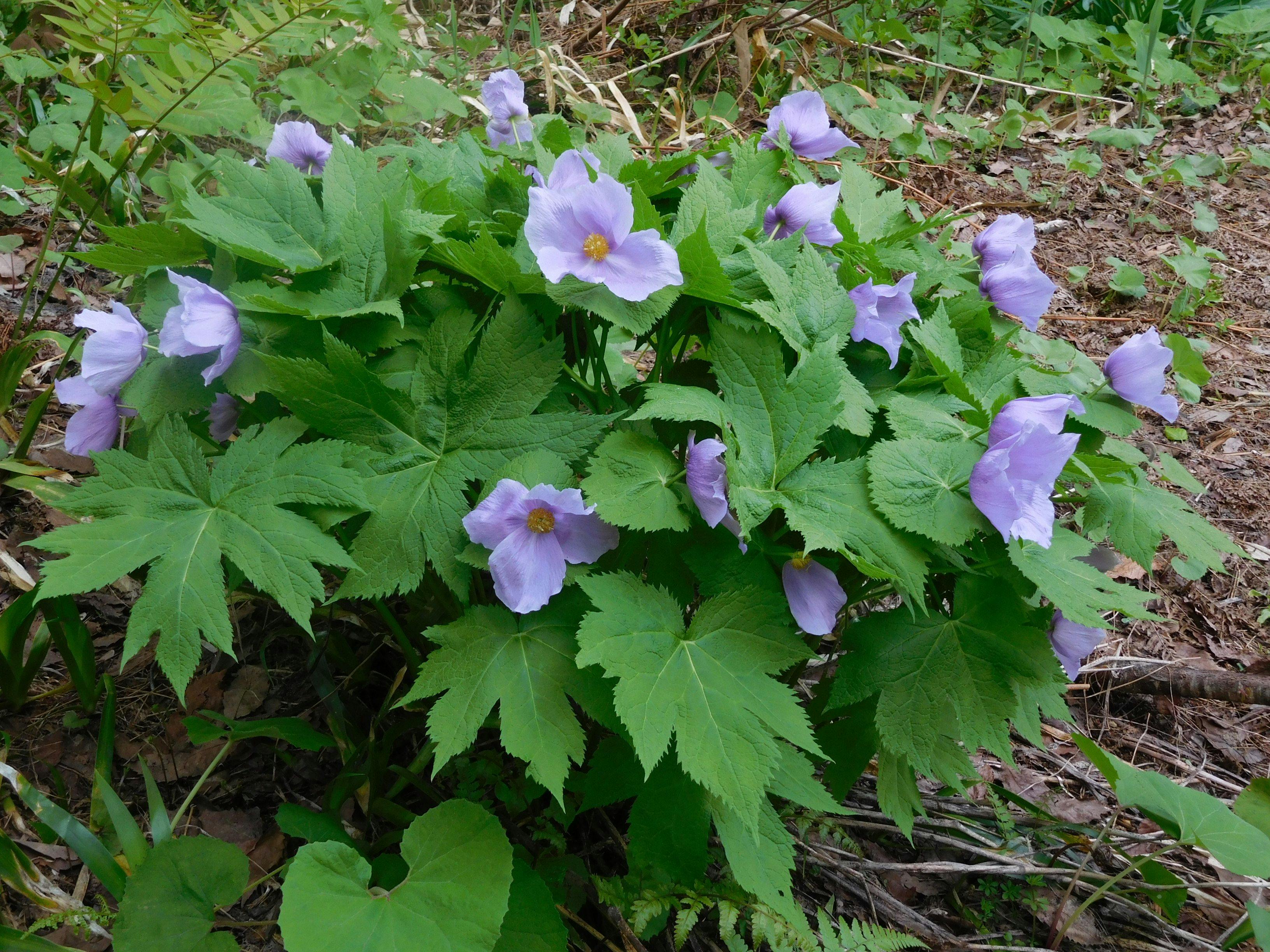 Madarao Elm Pension