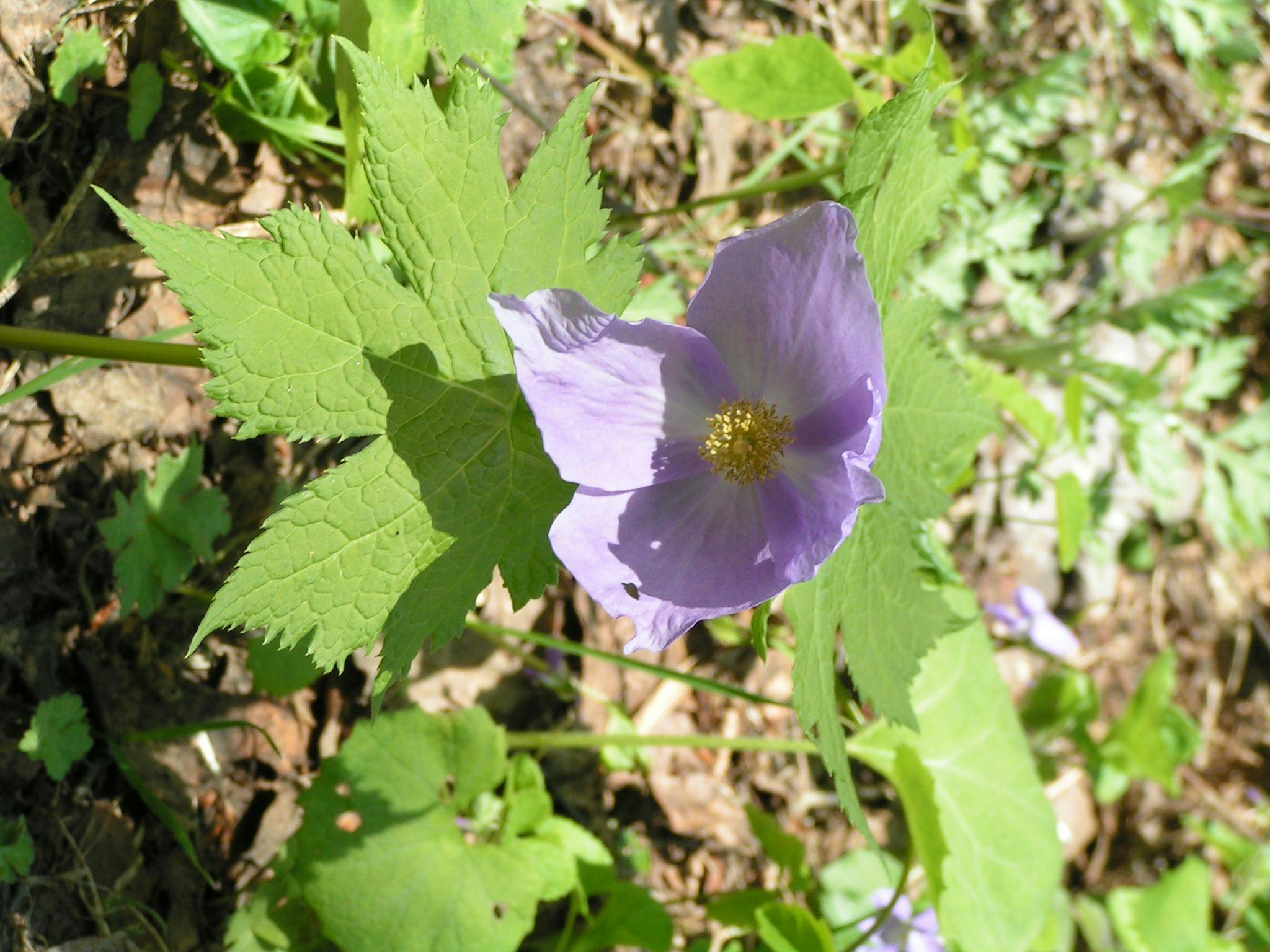 Madarao Elm Pension
