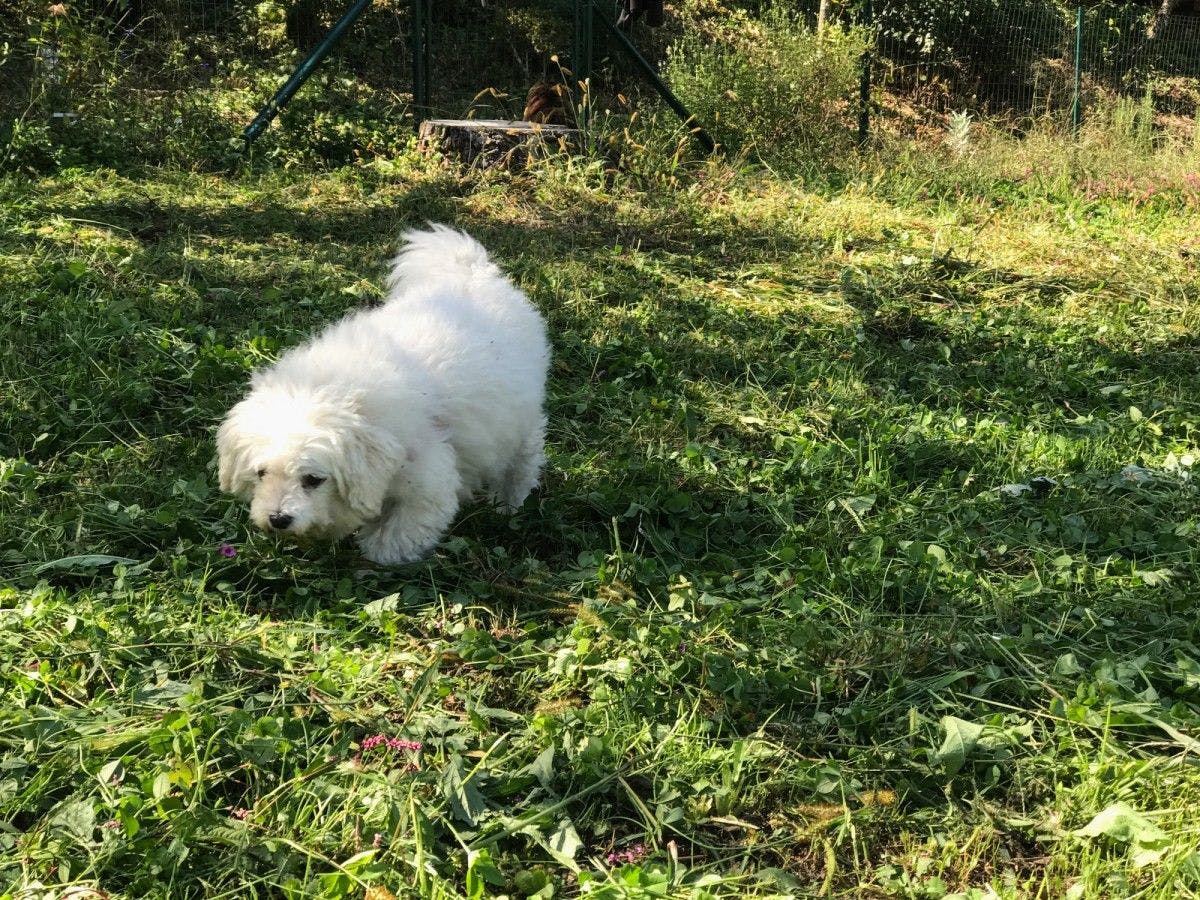 [Dog Run] Anjing maskot Sakura juga berjalan-jalan.