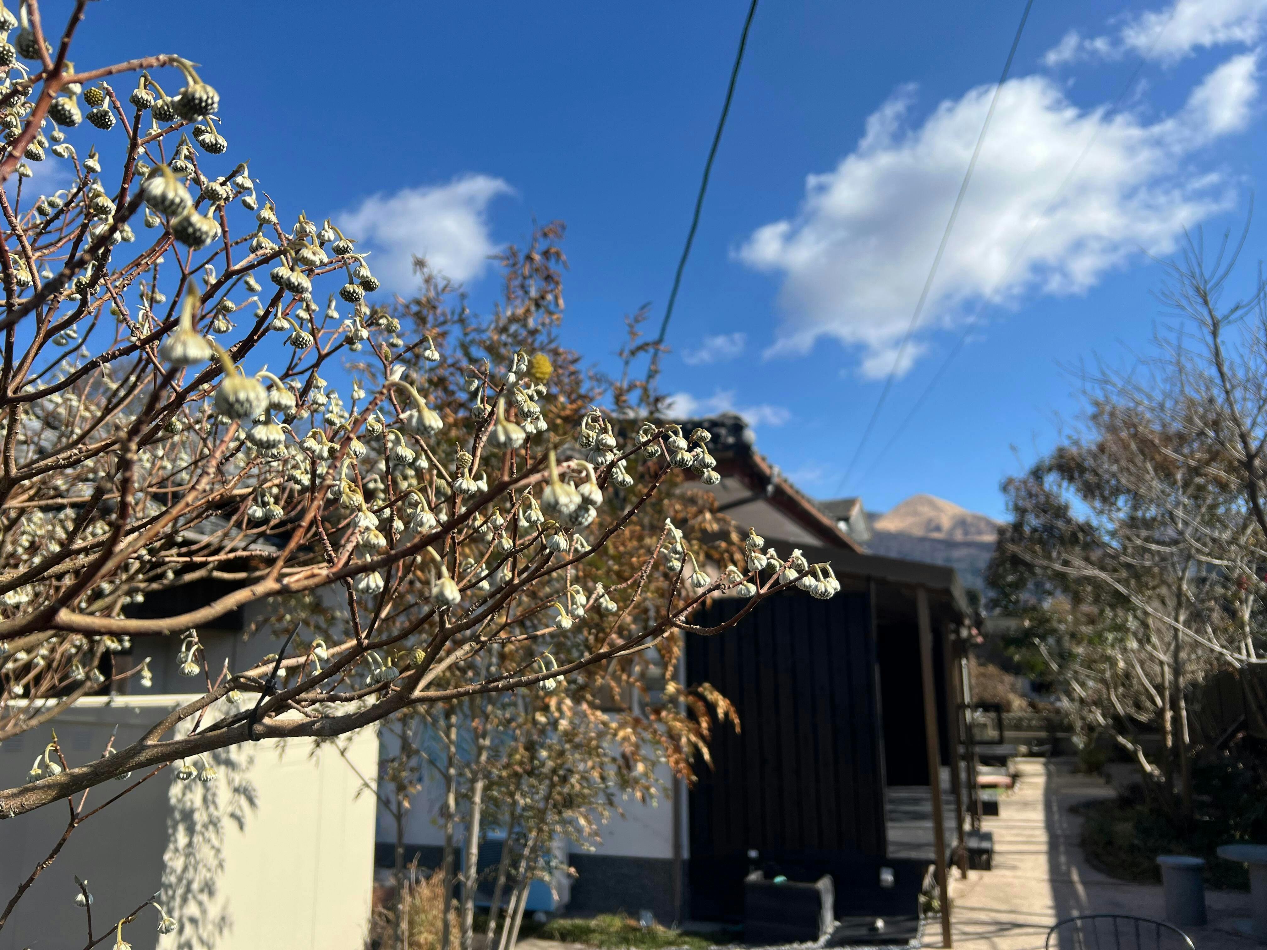 Assi House