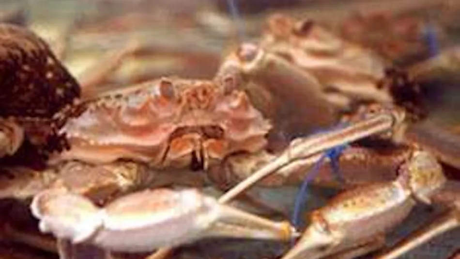 Hamasaka Onsen Uotoya