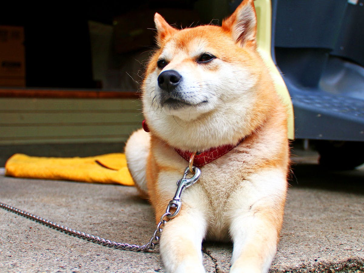 สุนัขมาสคอตของ Hounkan "Waka-kun"