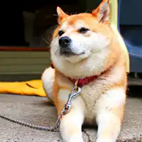 สุนัขมาสคอตของ Hounkan "Waka-kun"