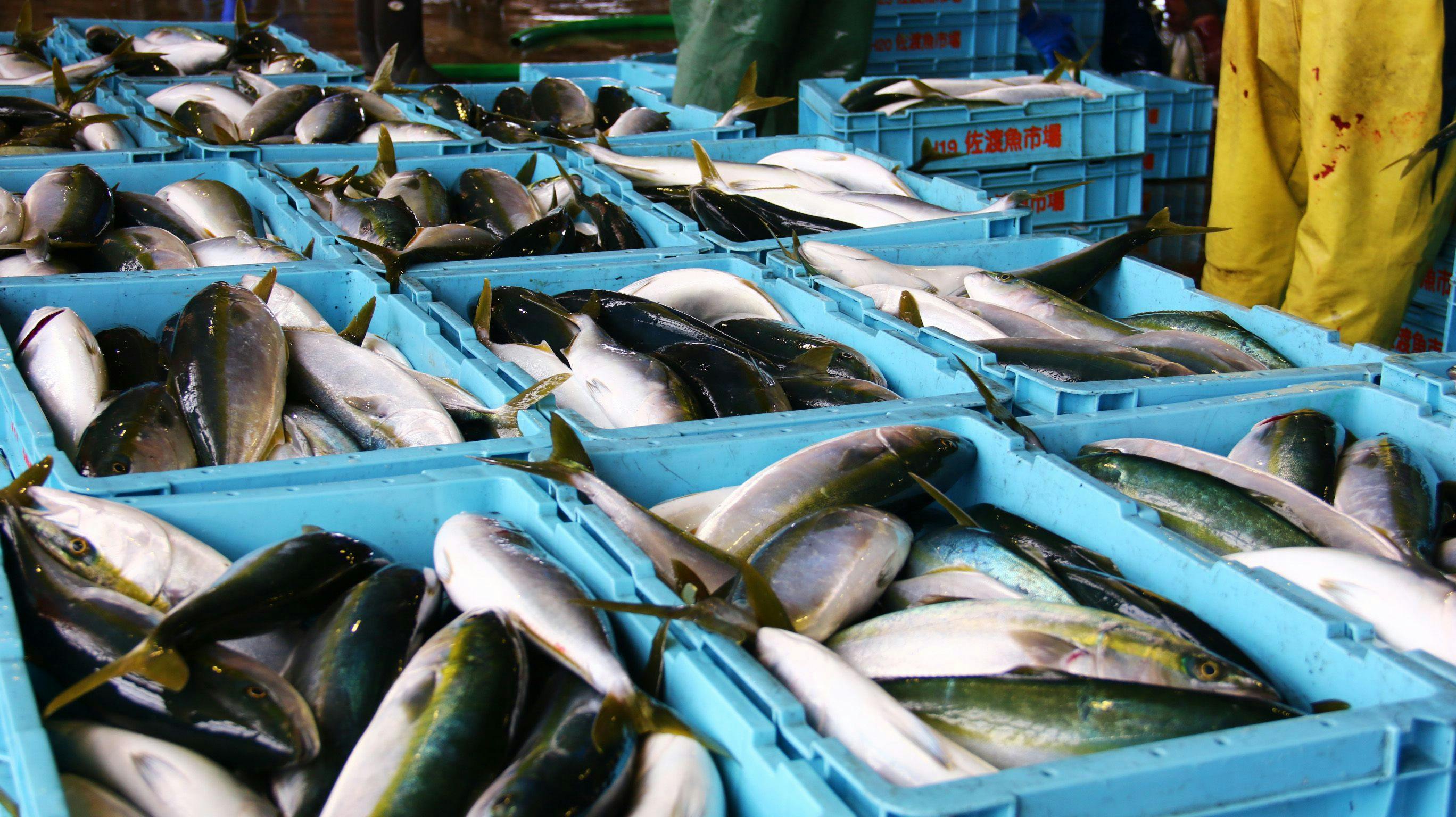 ■ ส่งตรงจากท่าเรือ! การประมูลปลาบุริฤดูหนาวที่กำลังอยู่ในฤดูกาล