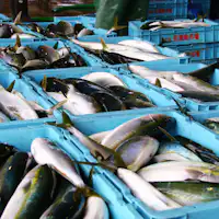 ■ ส่งตรงจากท่าเรือ! การประมูลปลาบุริฤดูหนาวที่กำลังอยู่ในฤดูกาล