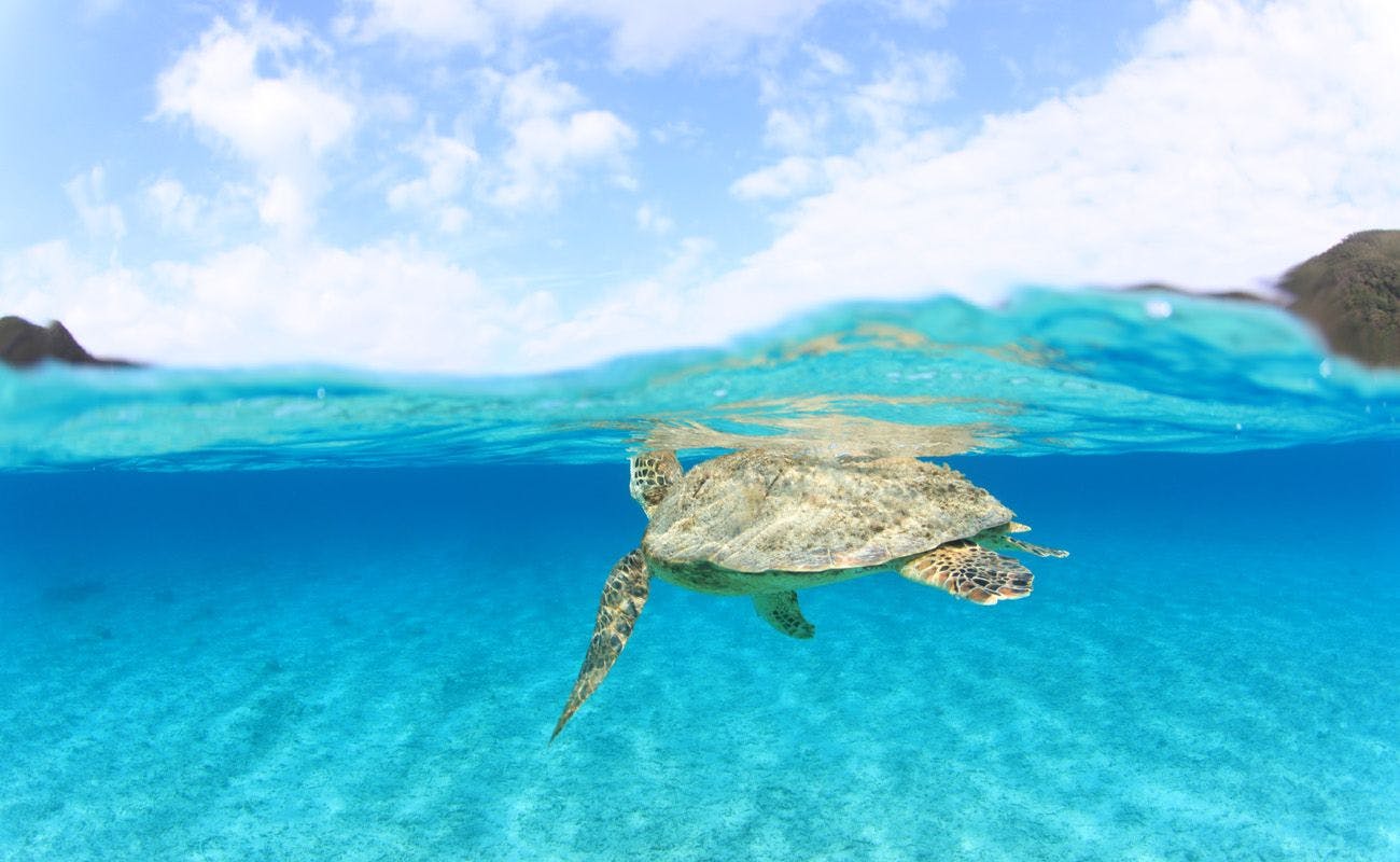 Sea Friend