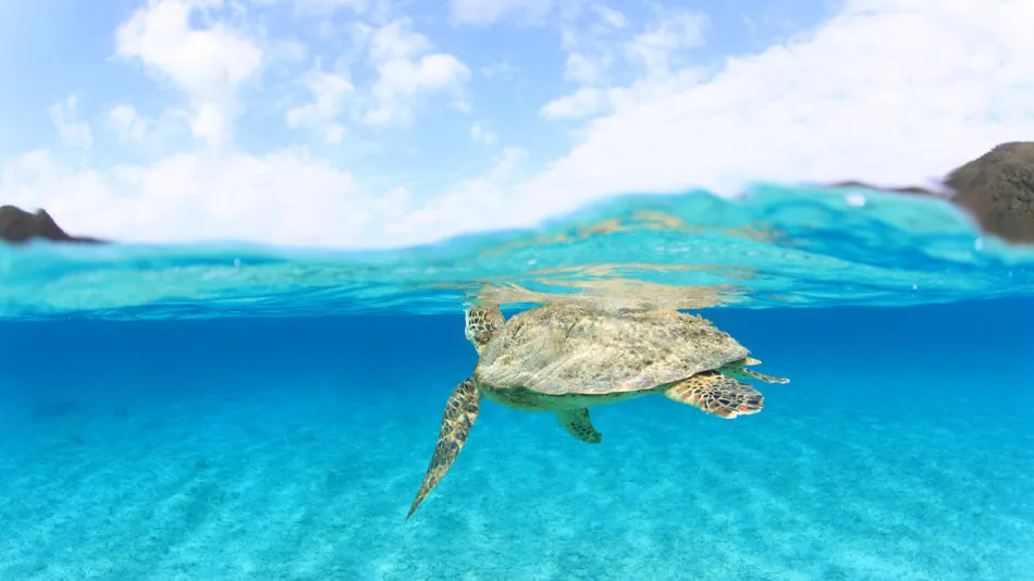 Sea Friend