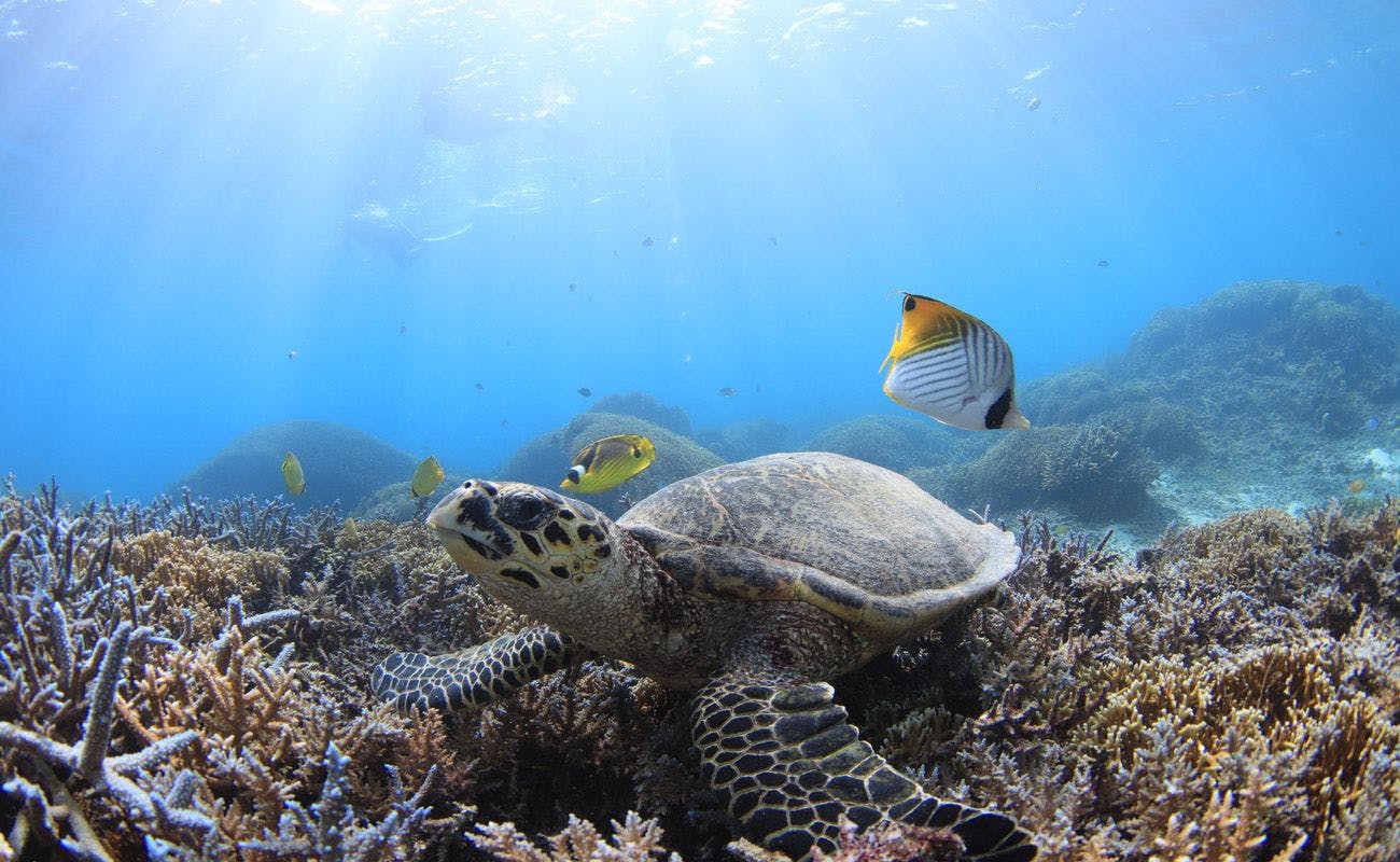 Sea Friend