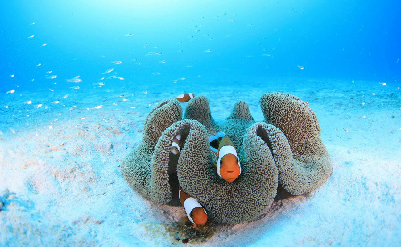 Sea Friend