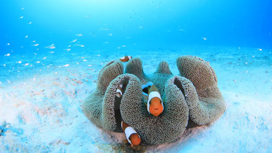 Sea Friend