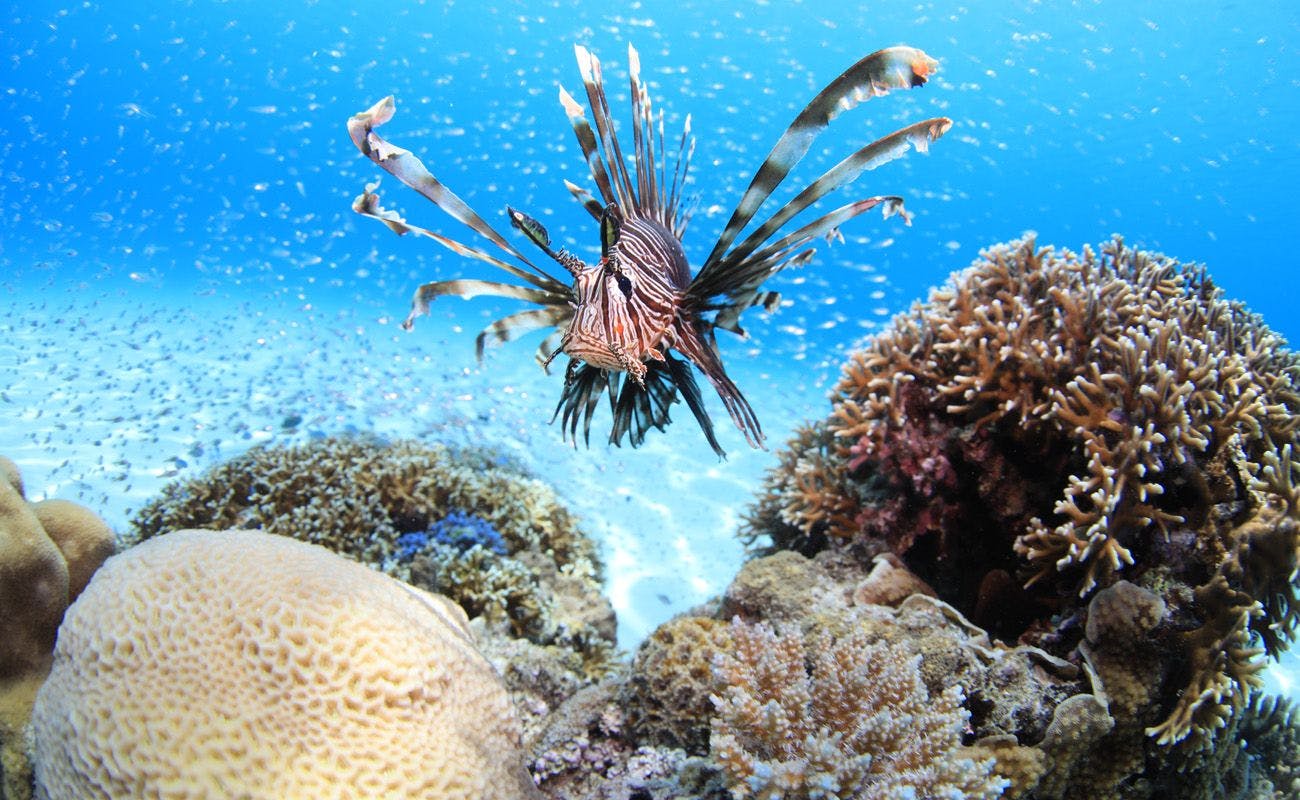 Sea Friend