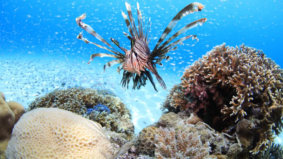Sea Friend
