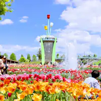 Tulip Fair 【Foto disediakan oleh Kota Tonami】
