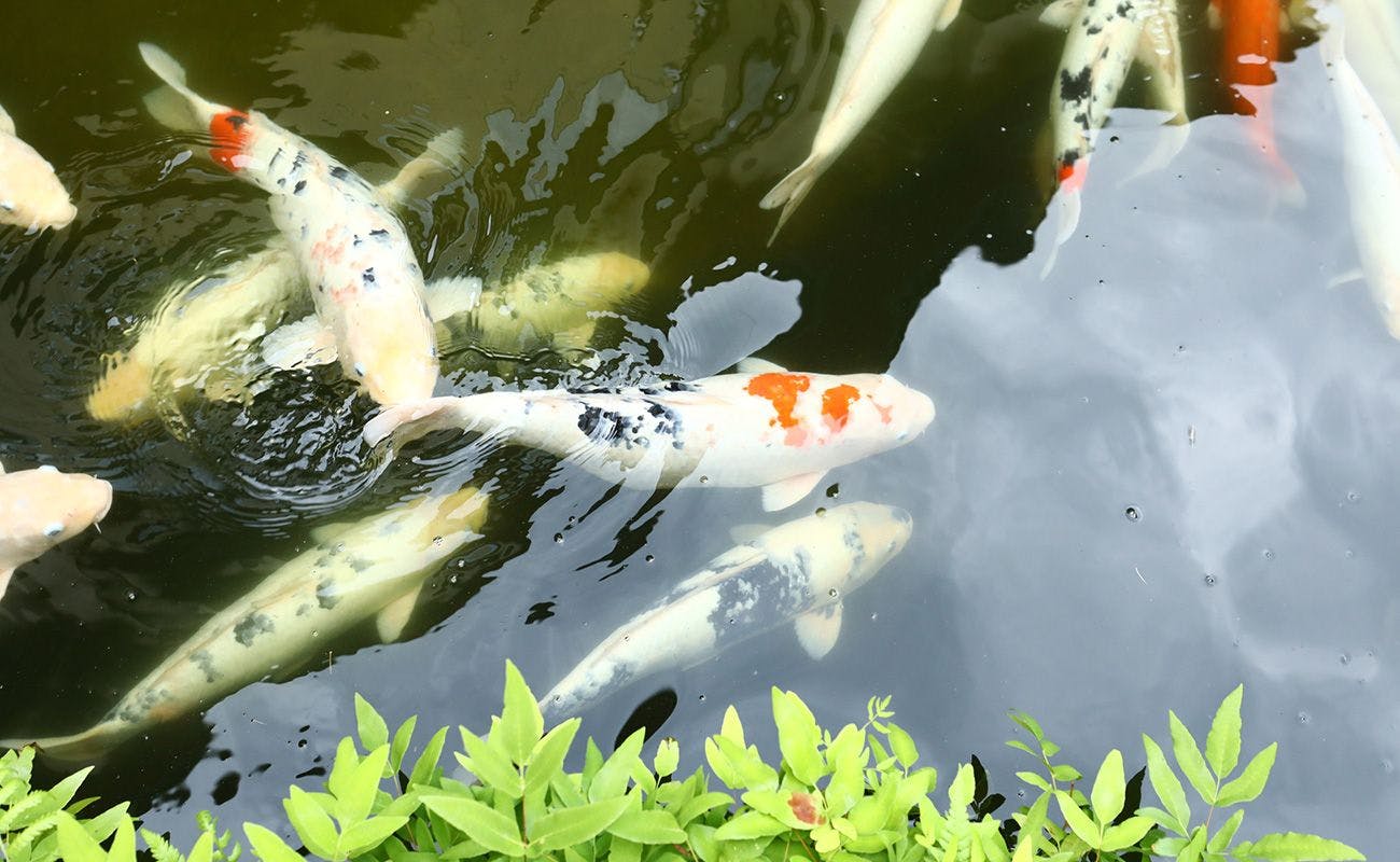 ปลาคาร์ปในสวน