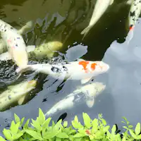 ปลาคาร์ปในสวน