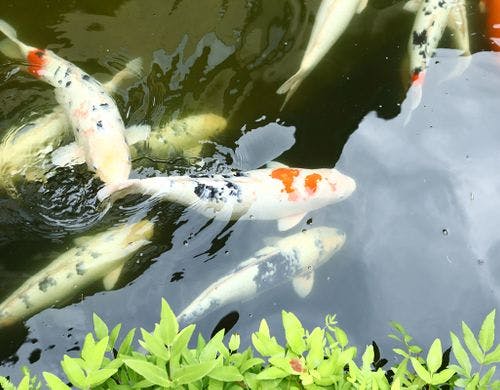 庭園の鯉