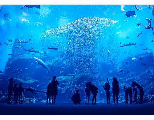 仙台うみの杜水族館