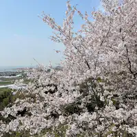 อ่าวมิคาวะและดอกซากุระ