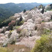 <Musim bunga> Pemandangan seribu pokok di Shimo Senbon