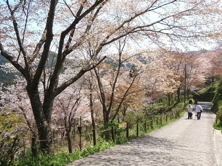 <Musim bunga> Pemandangan seribu pokok di Shimo Senbon