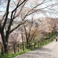 <Musim bunga> Pemandangan seribu pokok di Shimo Senbon