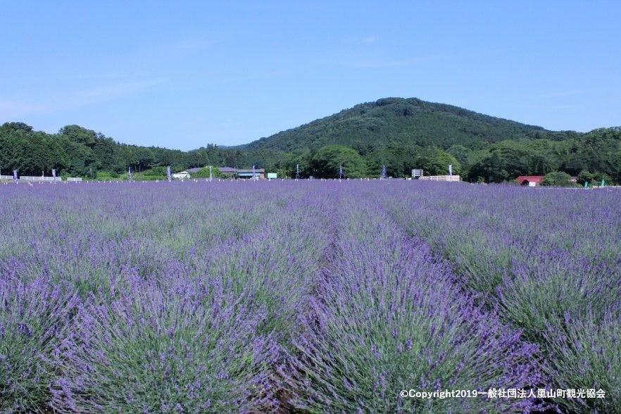 嵐山町千年の苑ラベンダー園２