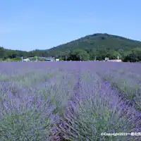 嵐山町千年の苑ラベンダー園2